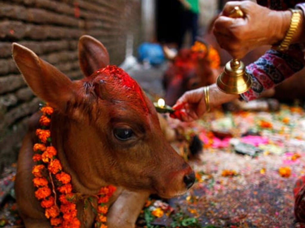 आज यमपञ्चकको चौथो दिन, गाई तिहार मनाइँदै