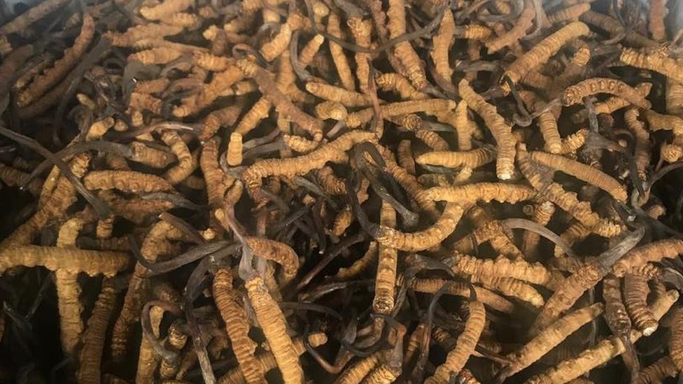 मकालु वरुण राष्ट्रिय निकुञ्जमा जेठ २५ देखि यार्सागुम्बा टिप्न पाइने
