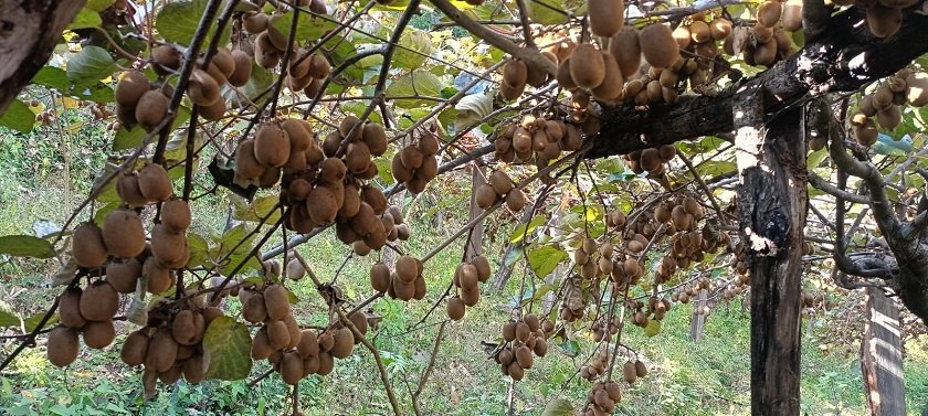 भार्सेका कृषक व्यावसायिक किबीखेतीतर्फ आकर्षित