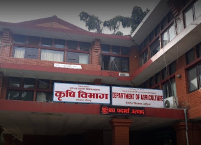 मौसमको अवस्था प्रतिकूल रहेकाले गहुँ भण्डारण गर्न किसानलाई आग्रह