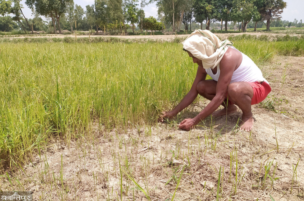 मधेसको आर्थिक वृद्धि १.३१ प्रतिशतमा सीमित हुने