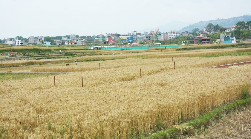 मधेस प्रदेशमा यस वर्ष गहुँ उत्पादनमा भारी गिरावट