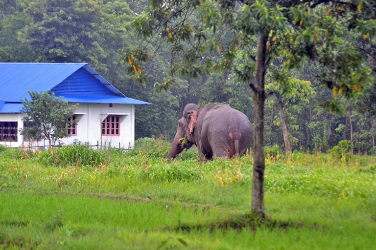 झापाको मेचीनगरमा जंगली हात्तीको आक्रमणबाट एक वृद्धाको मृत्यु